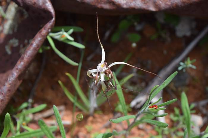 Caladenia - Orchid-spider2-Latham-Sep-2018p0003.JPG